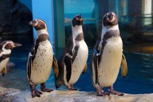 新江ノ島水族館のペンギン